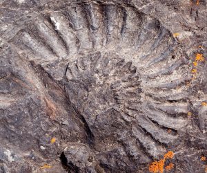 Ammonite fossil in dark rock surface geology nature background pattern